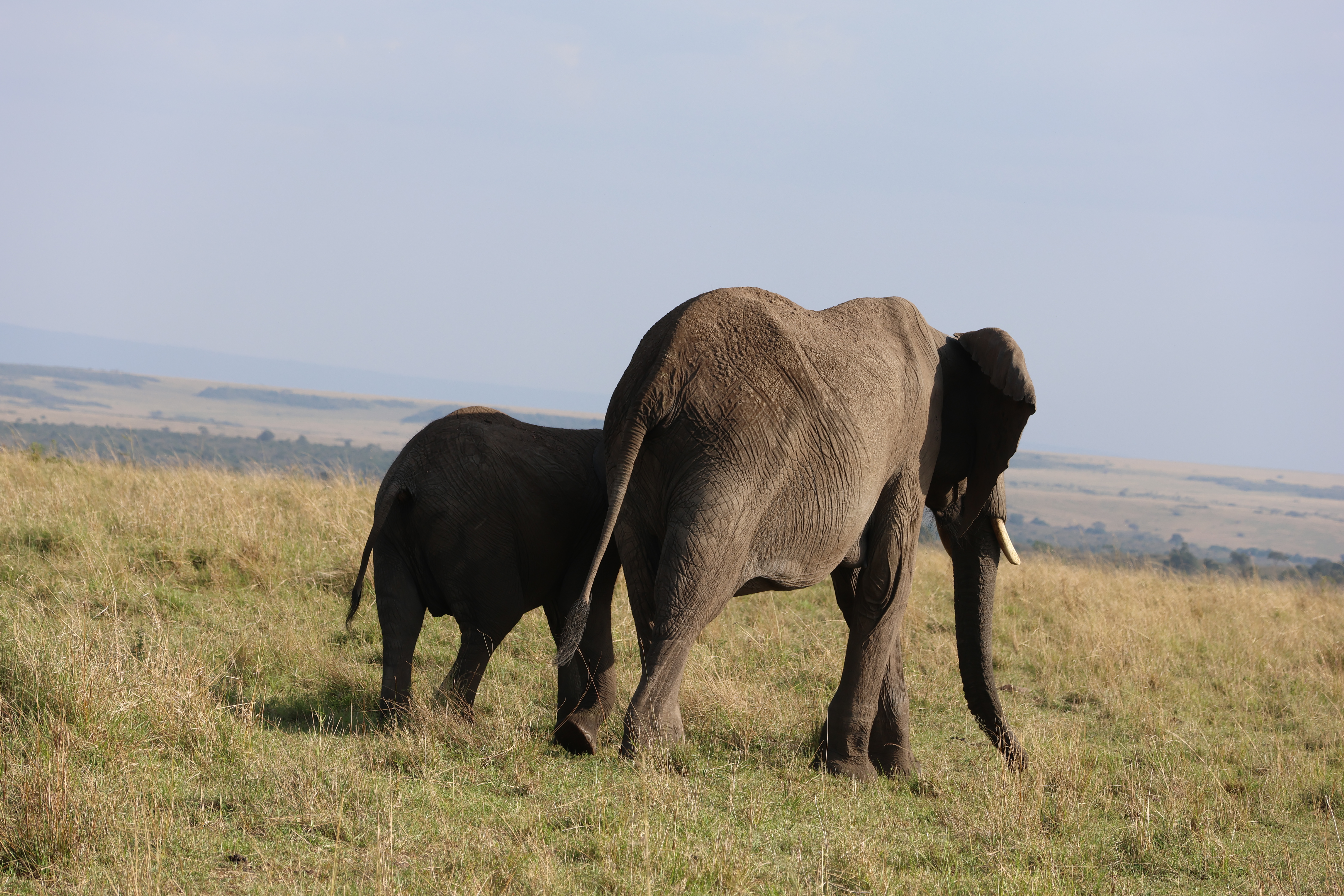 Day 1 - Drive to Amboseli Nationa Park