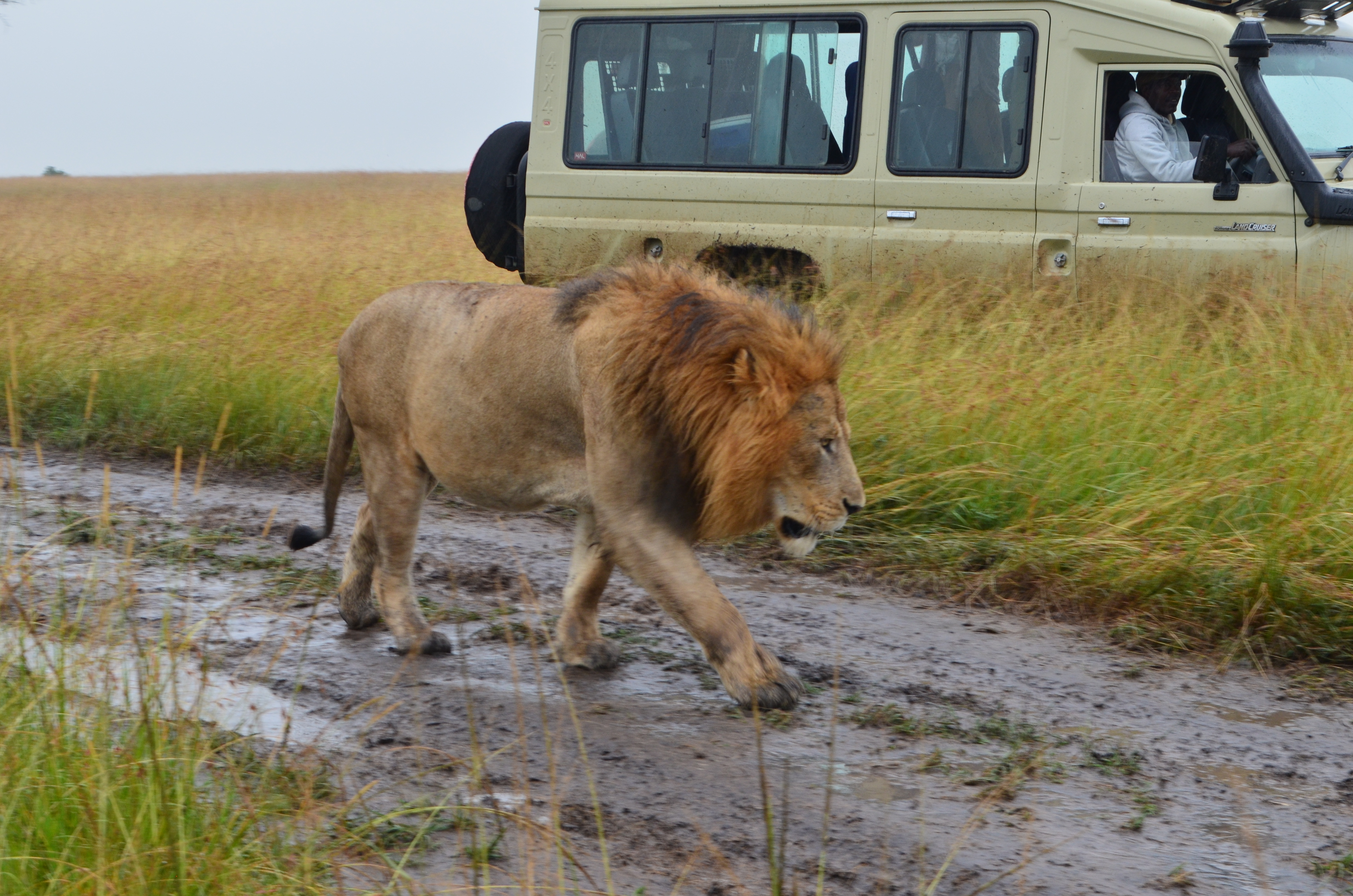 Day 1 - Drive to Masai Mara