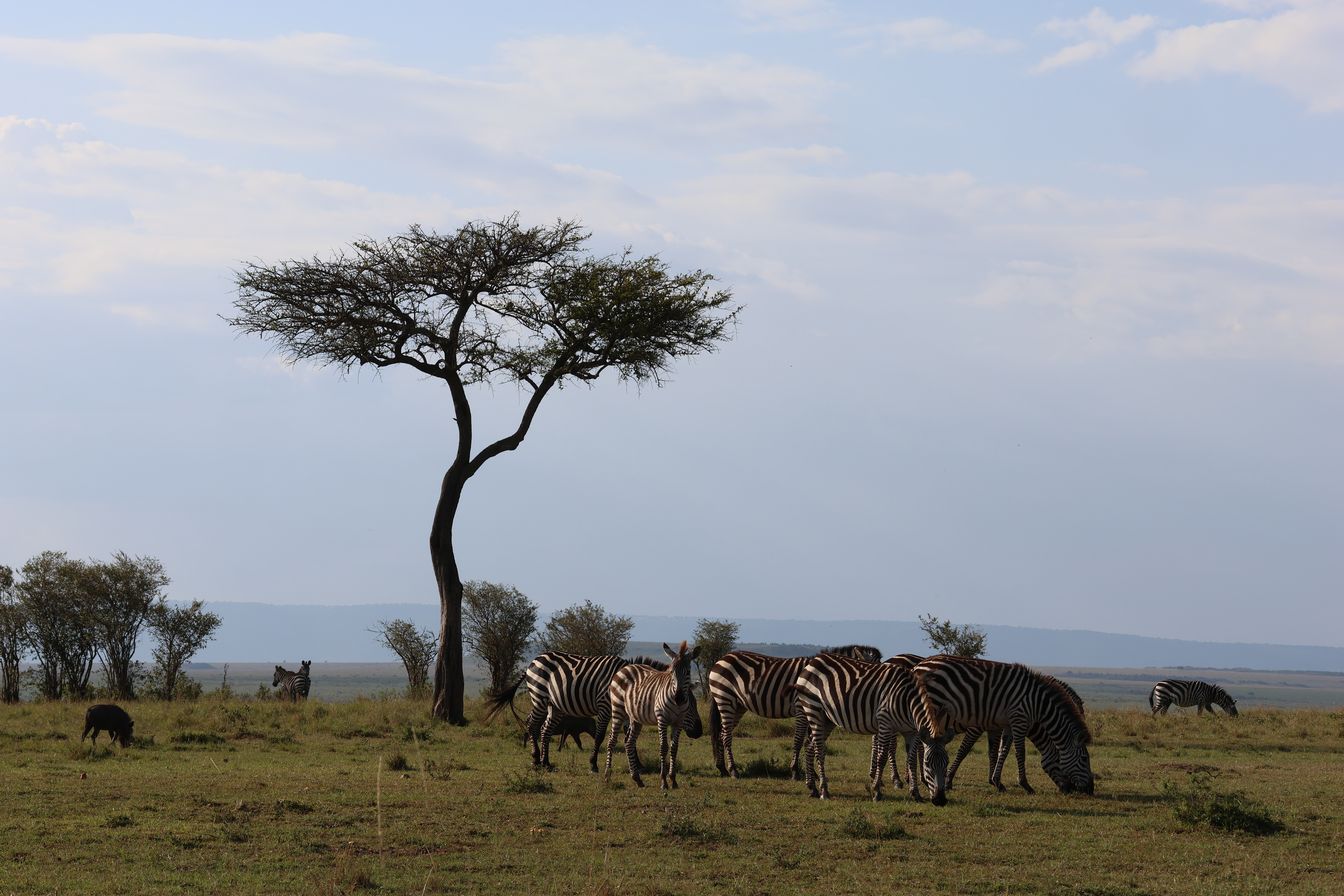 Day 1 - Drive to Masai Mara National Reserve