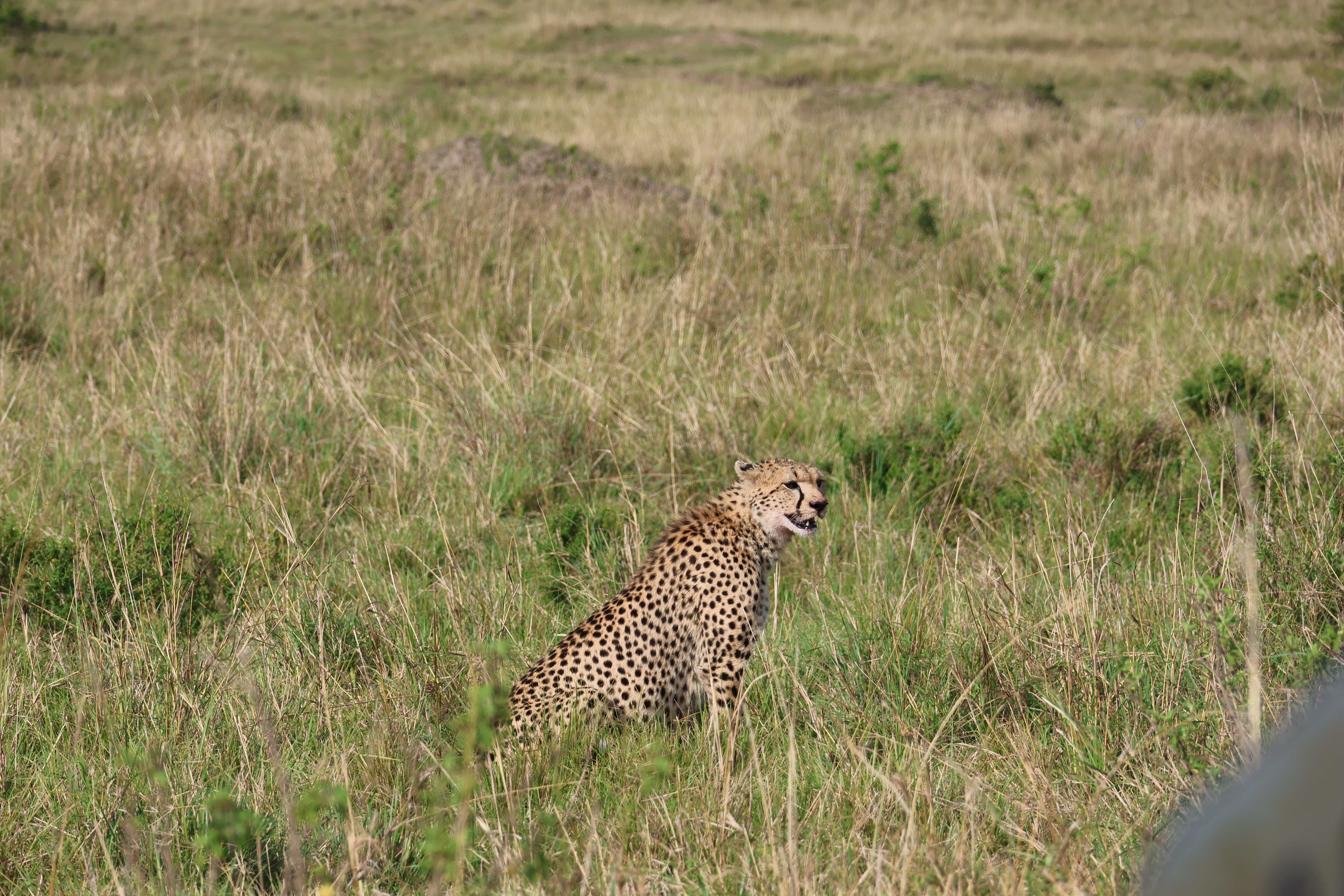 Day 2 - Full day Masai Mara Game drive