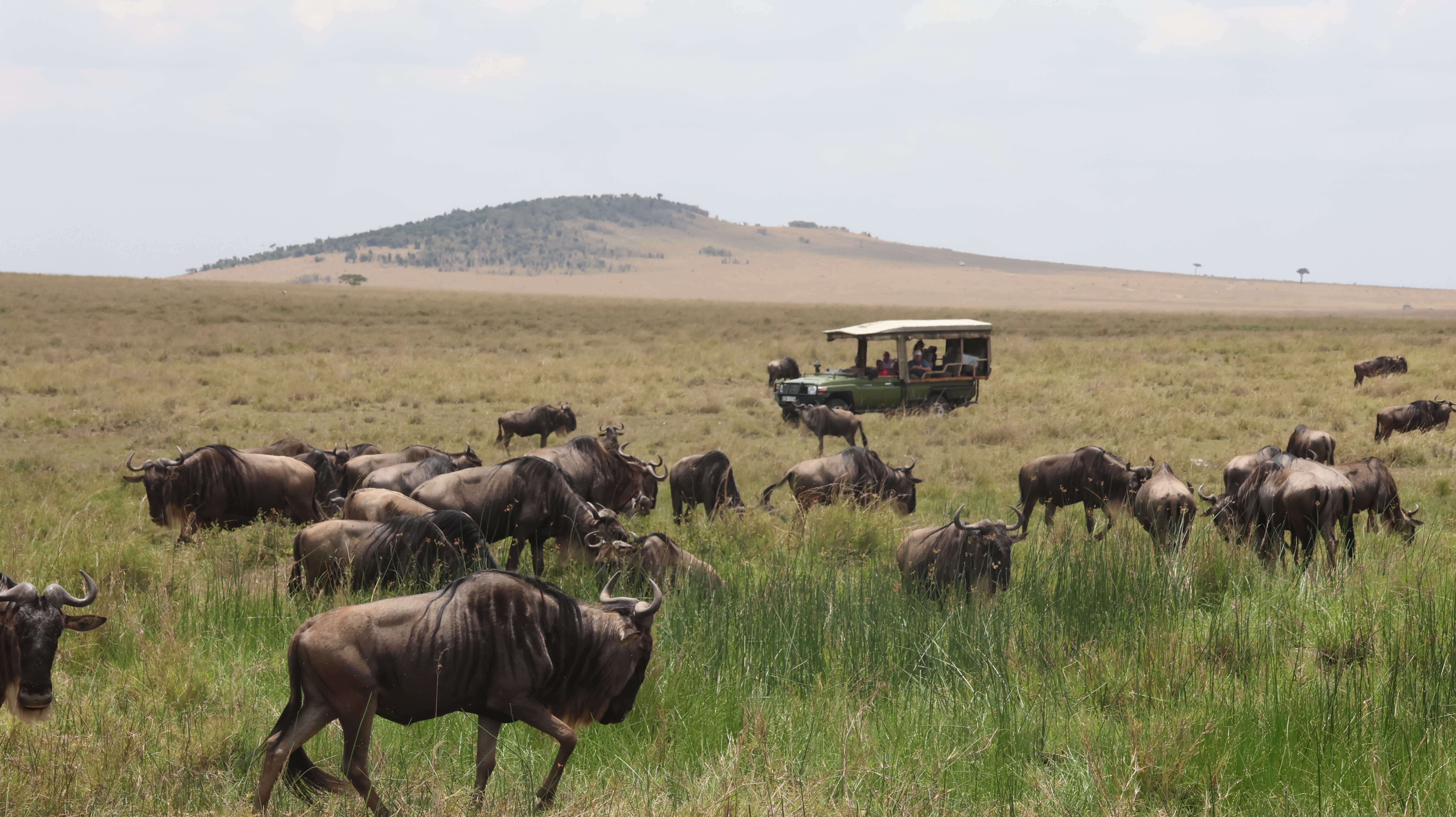 Day 2 - Full day Amboseli National Park Game drive