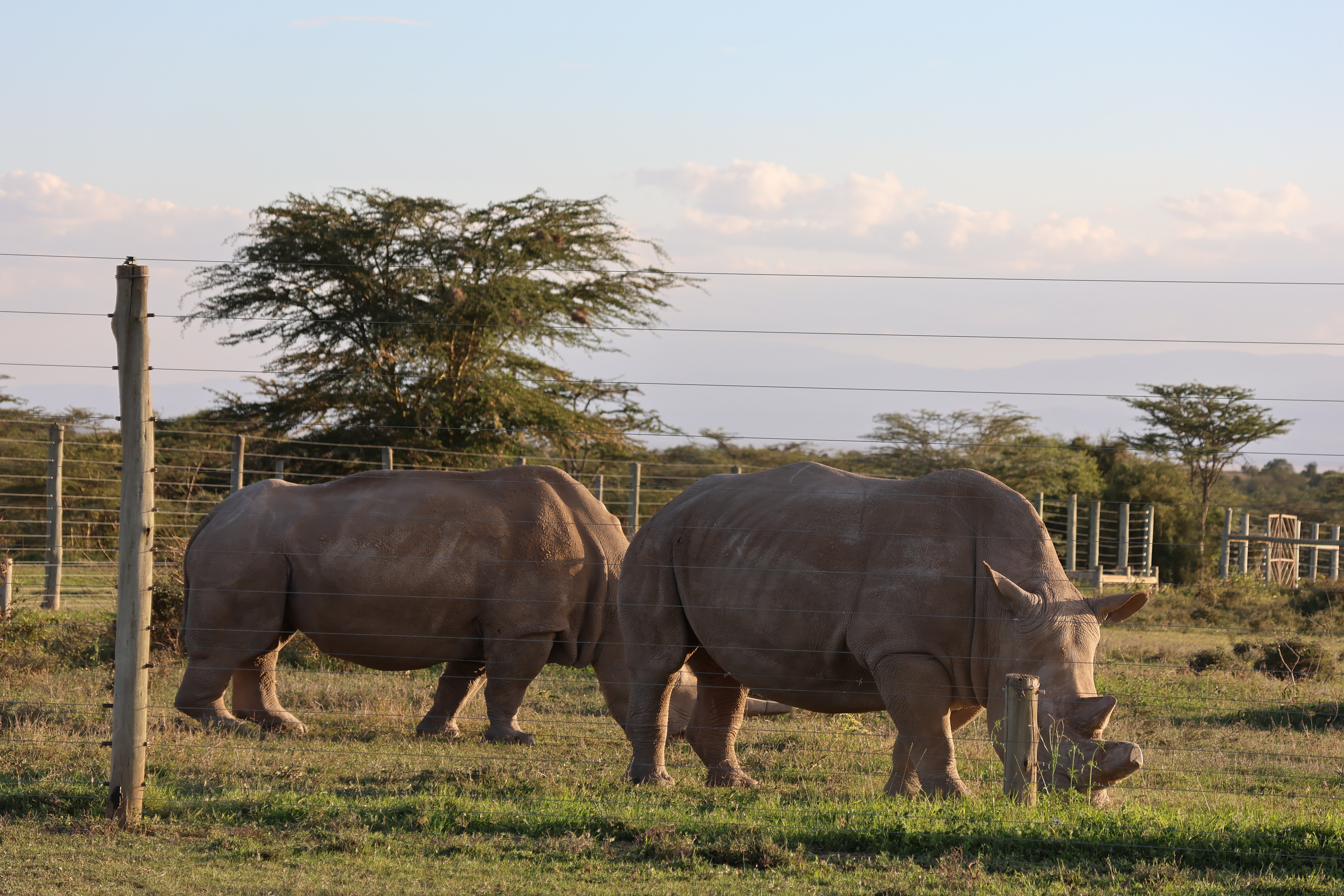 Day 2 - Full day Amboseli National Park Game drive