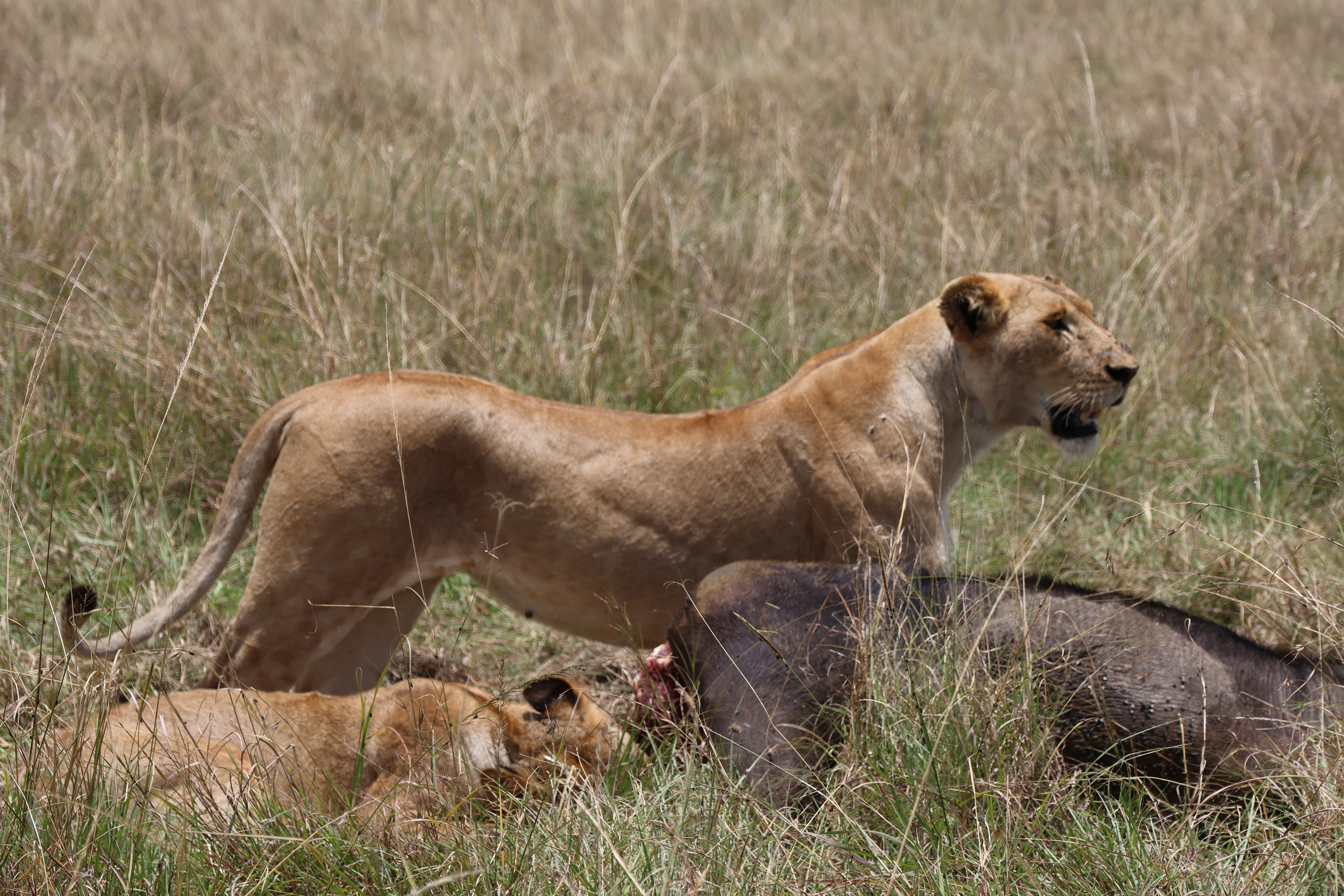 Day 2 - Full day Amboseli National Park Game drive