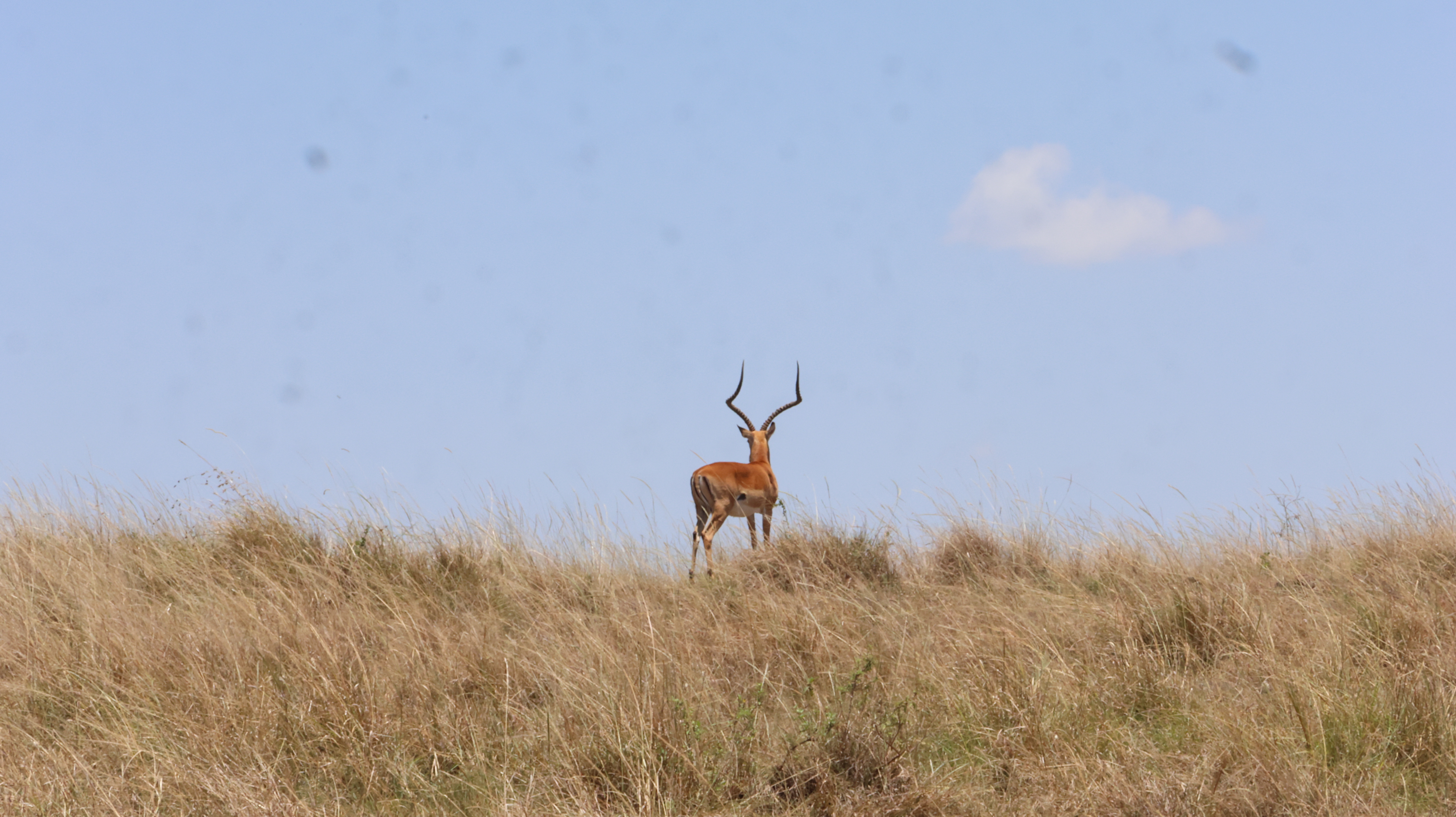 Day 3 - Full day Masai Mara Game drive