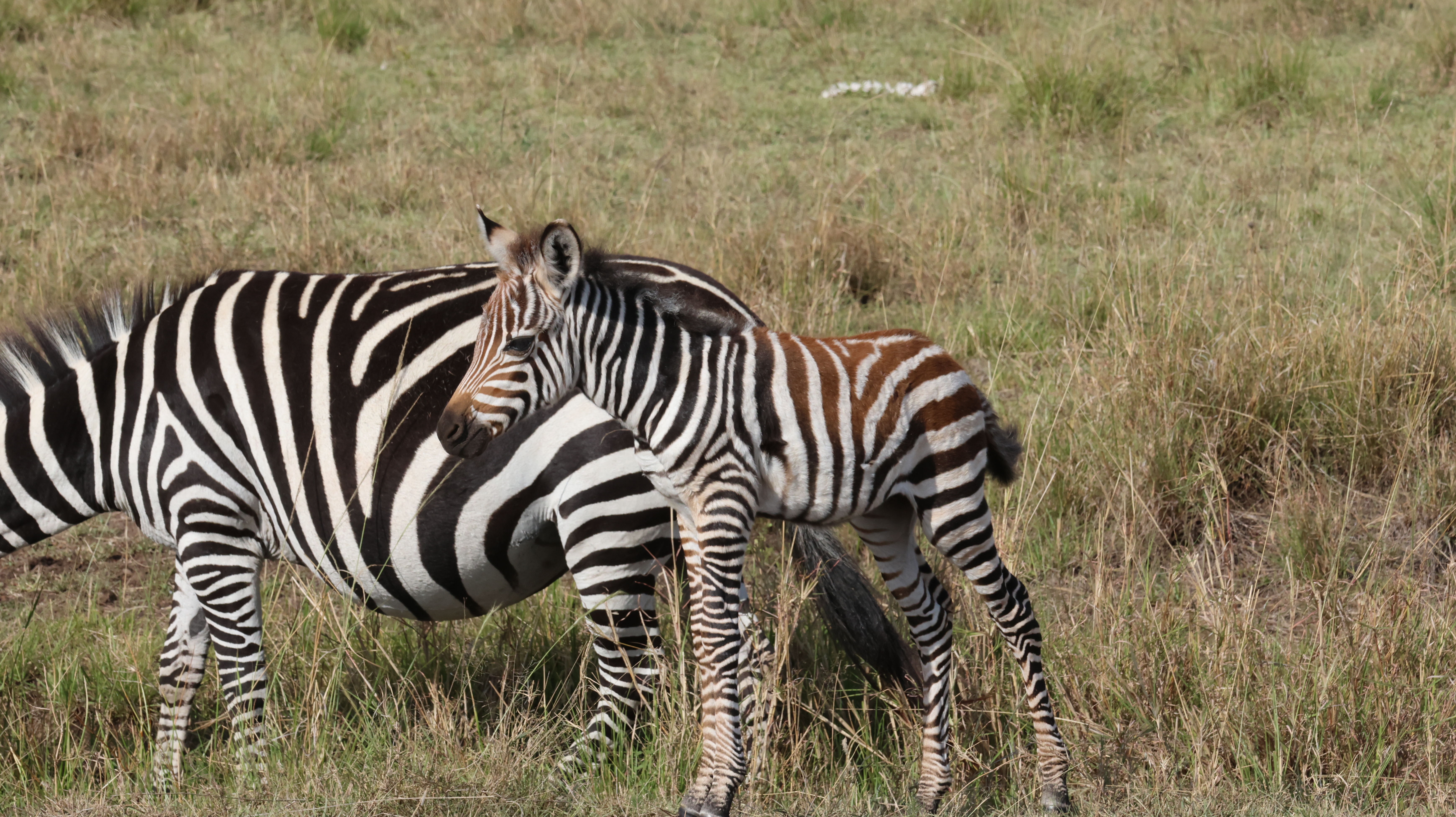 Day 4 - Drive to Lake Nakuru Nationa Park