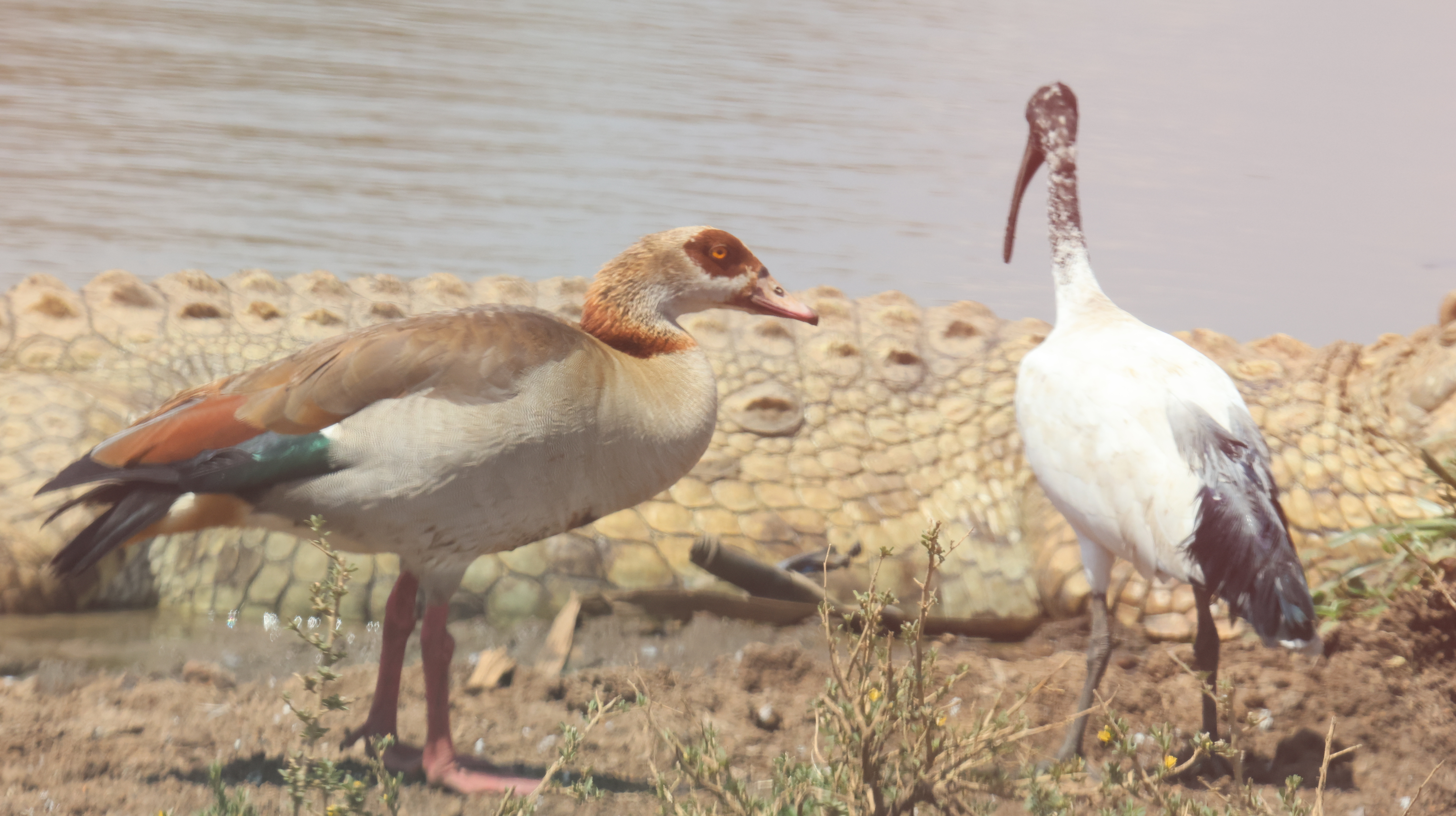 Day 4 - Drive to Lake Nakuru Nationa Park