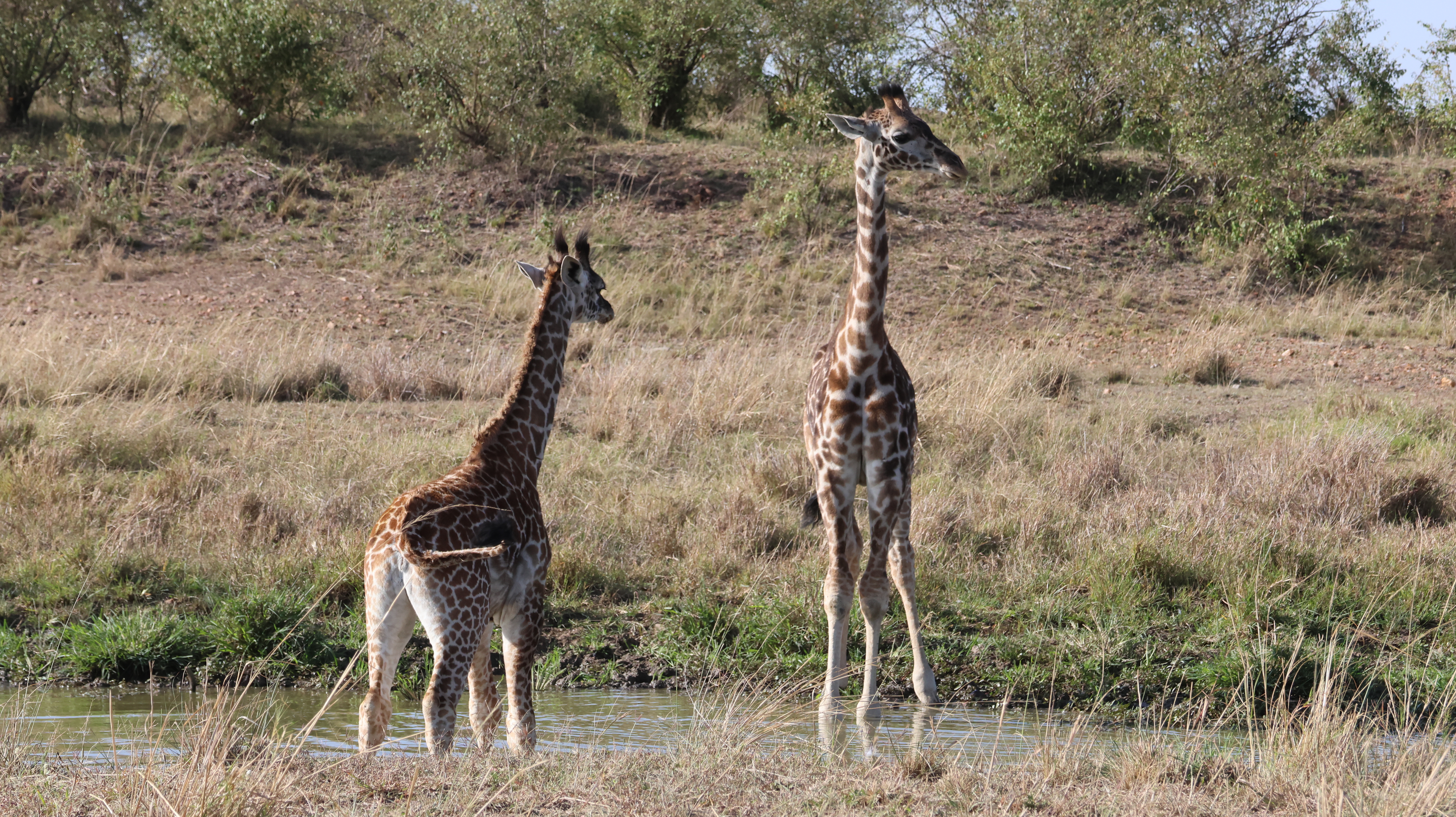 Day 4 - Drive to Masai Mara Reserve
