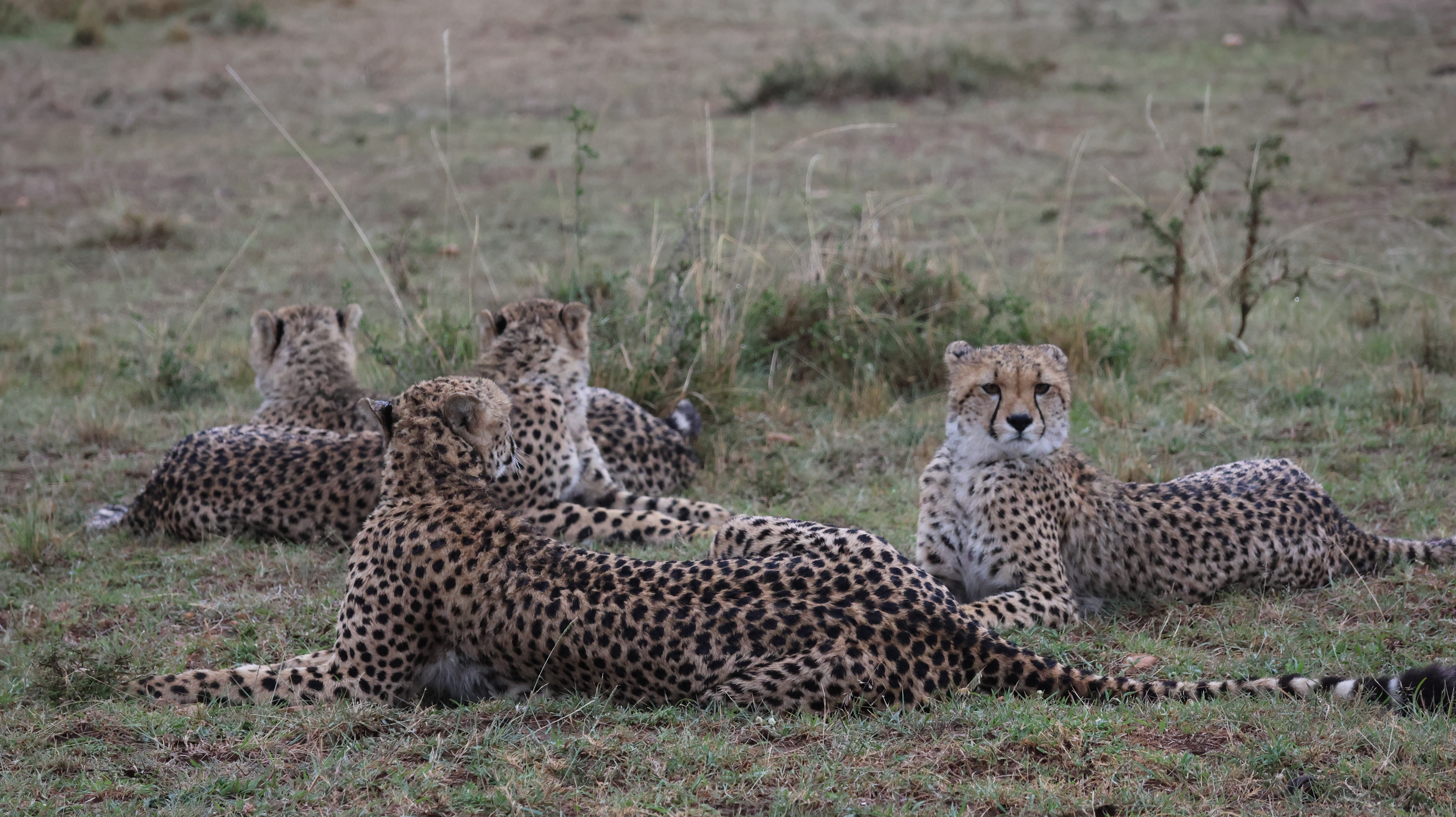 Day 5 - Full day in Masai Mara National Reserve