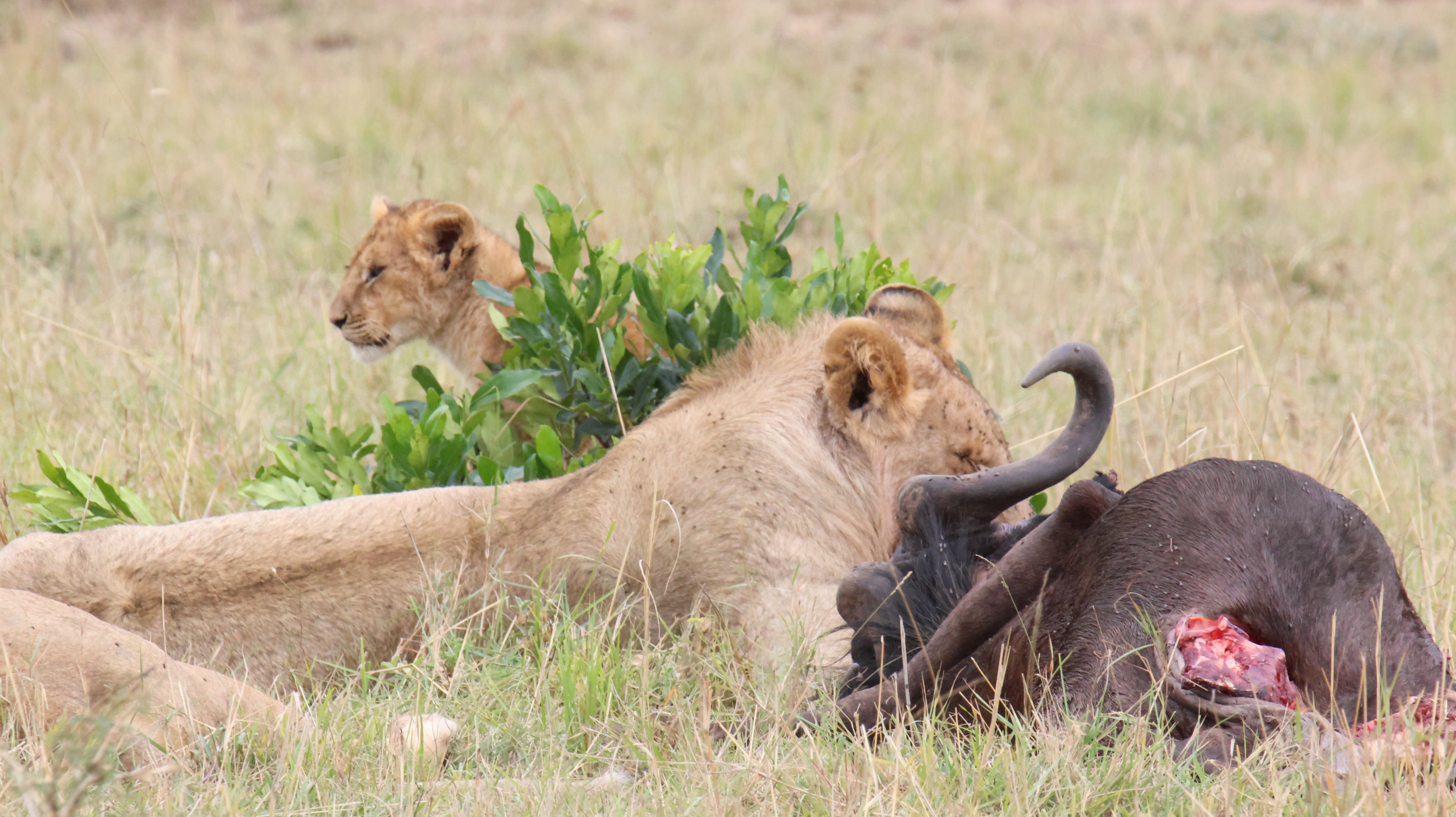 Day 5 - Drive to Masai Mara National Reserve