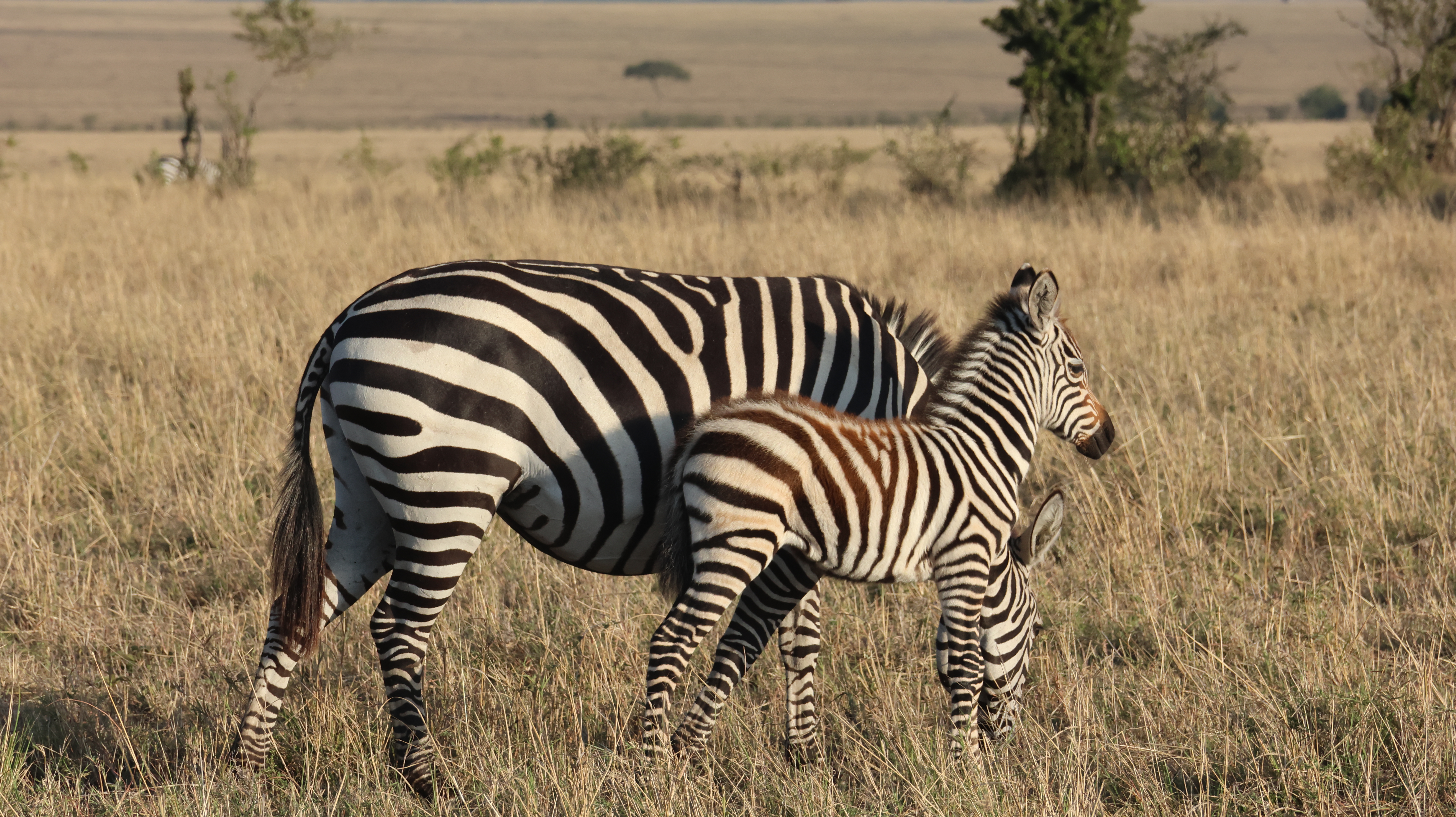 Day 6 - Drive to Amboseli National Park