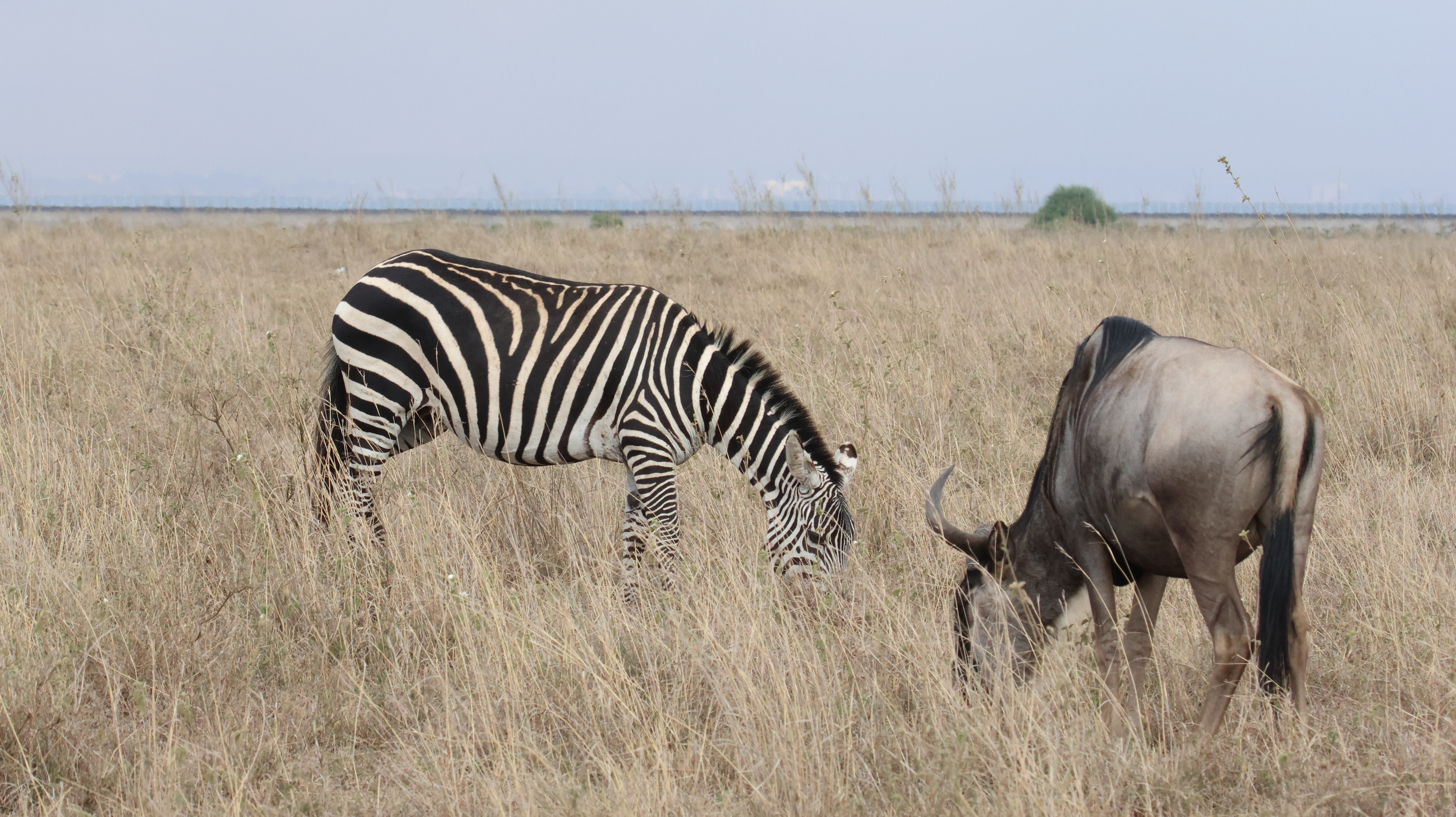 Day 6 - Full Day at Masai Mara National Reseve