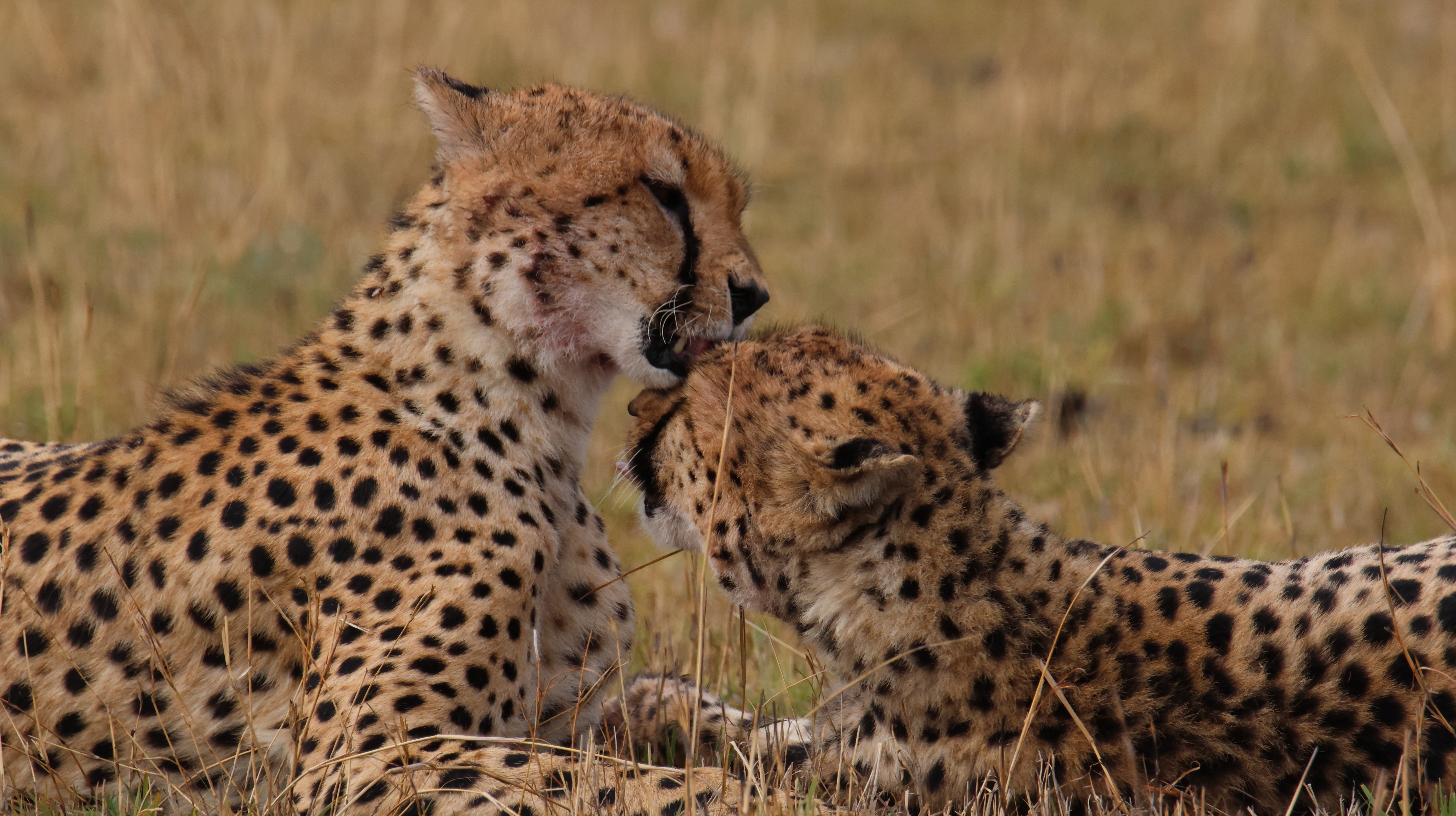 Day 6 - Full Day at Masai Mara National Reseve