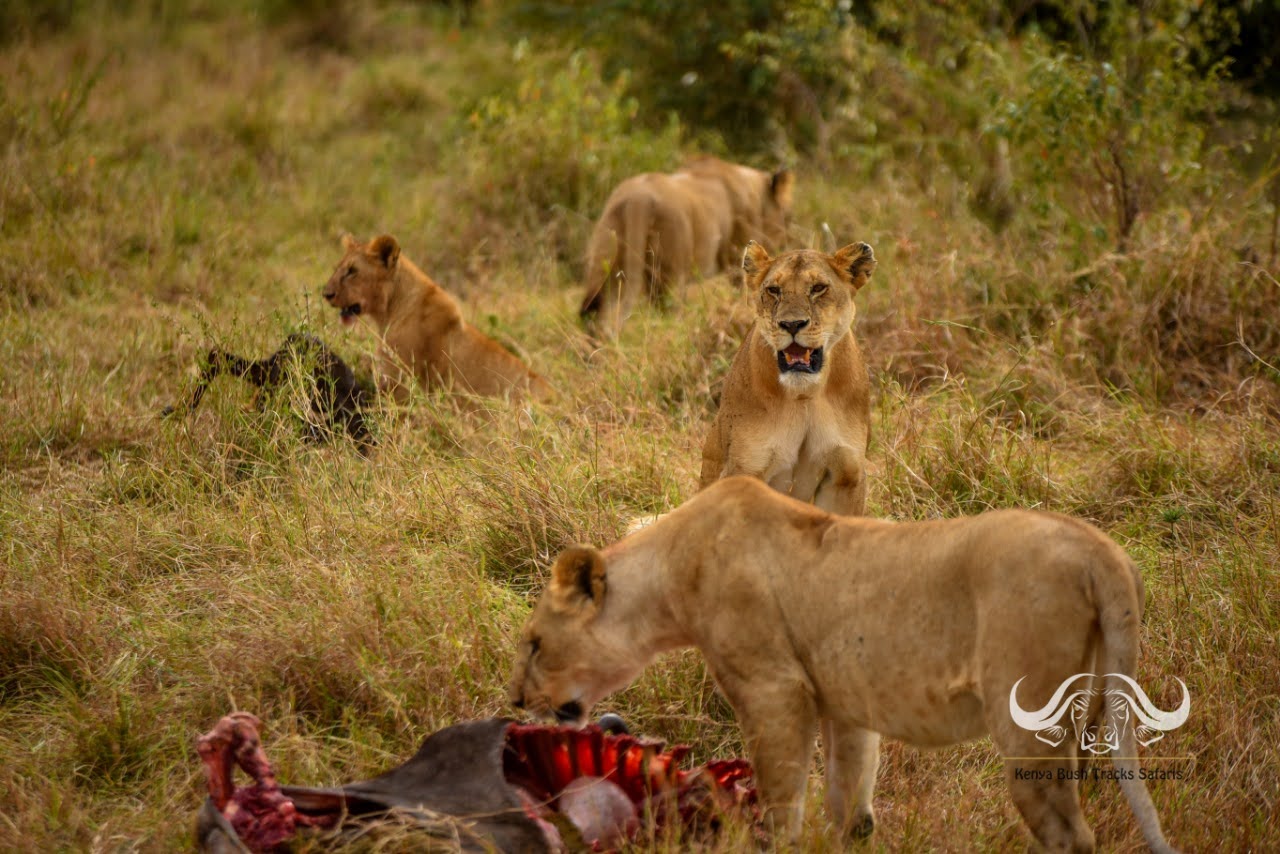 Day 6 - Full Day at Masai Mara National Reseve