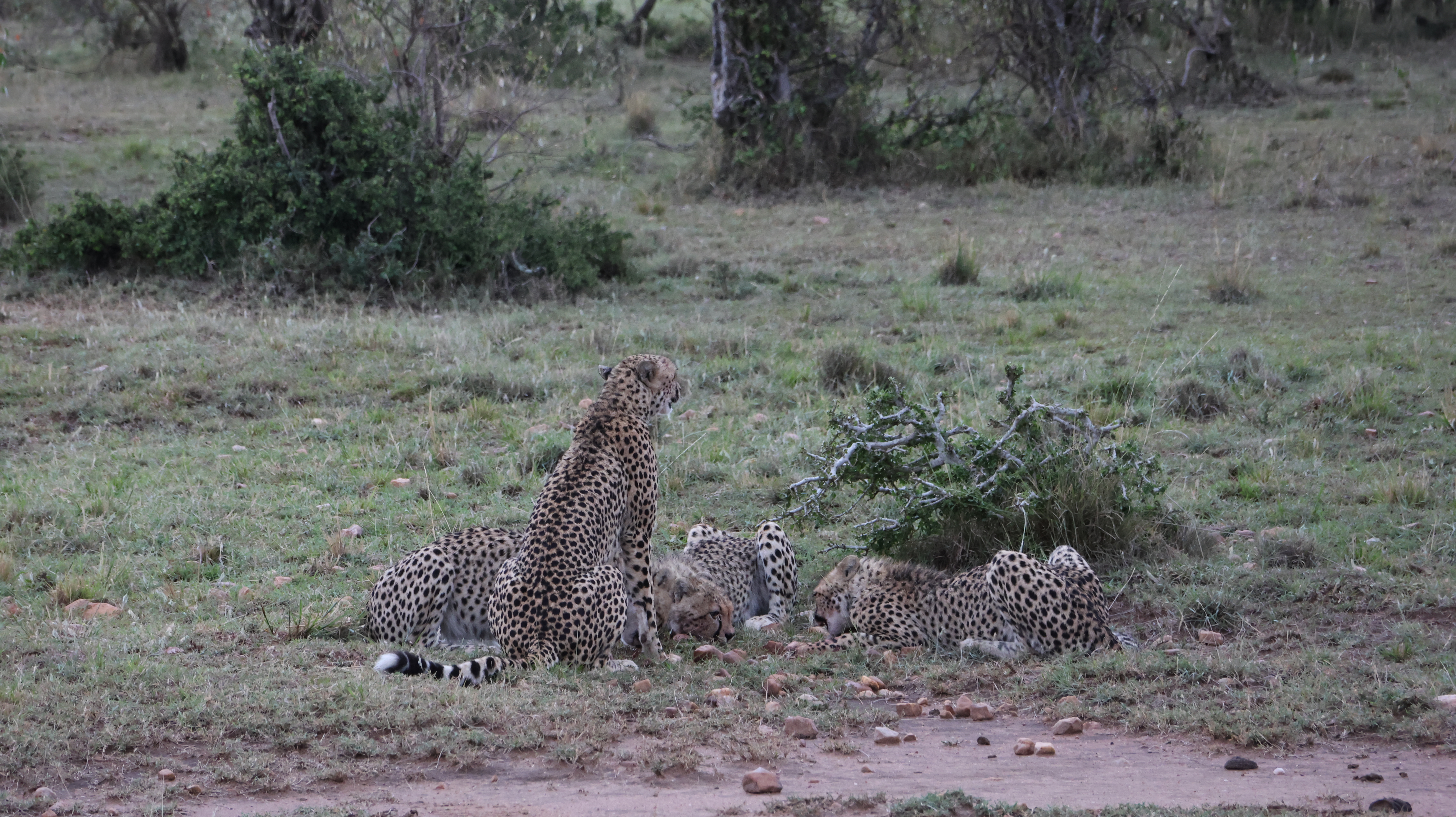 Day 7 - Full day in Amboseli 