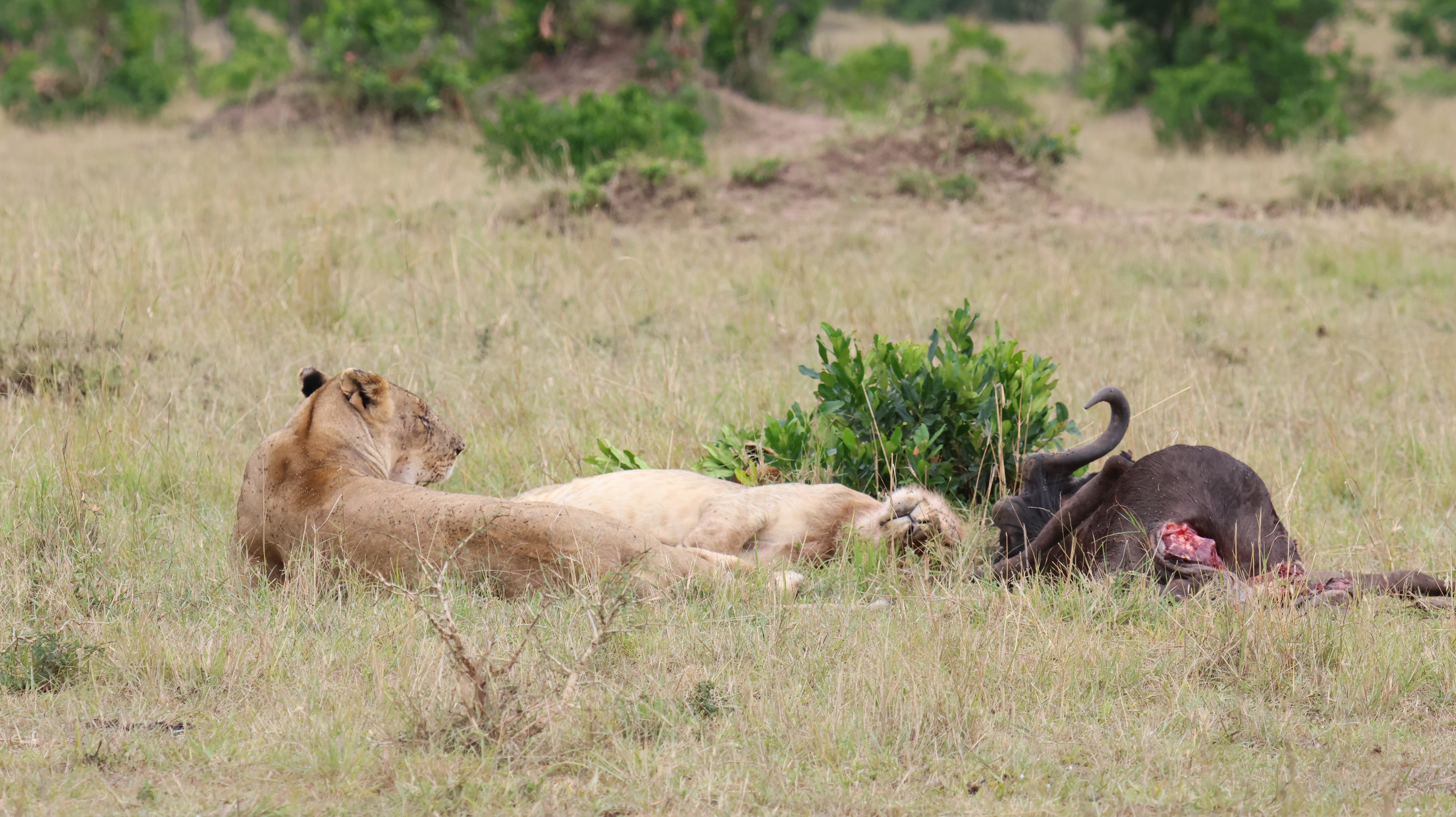 Day 7 - Drive to Lake Nakuru