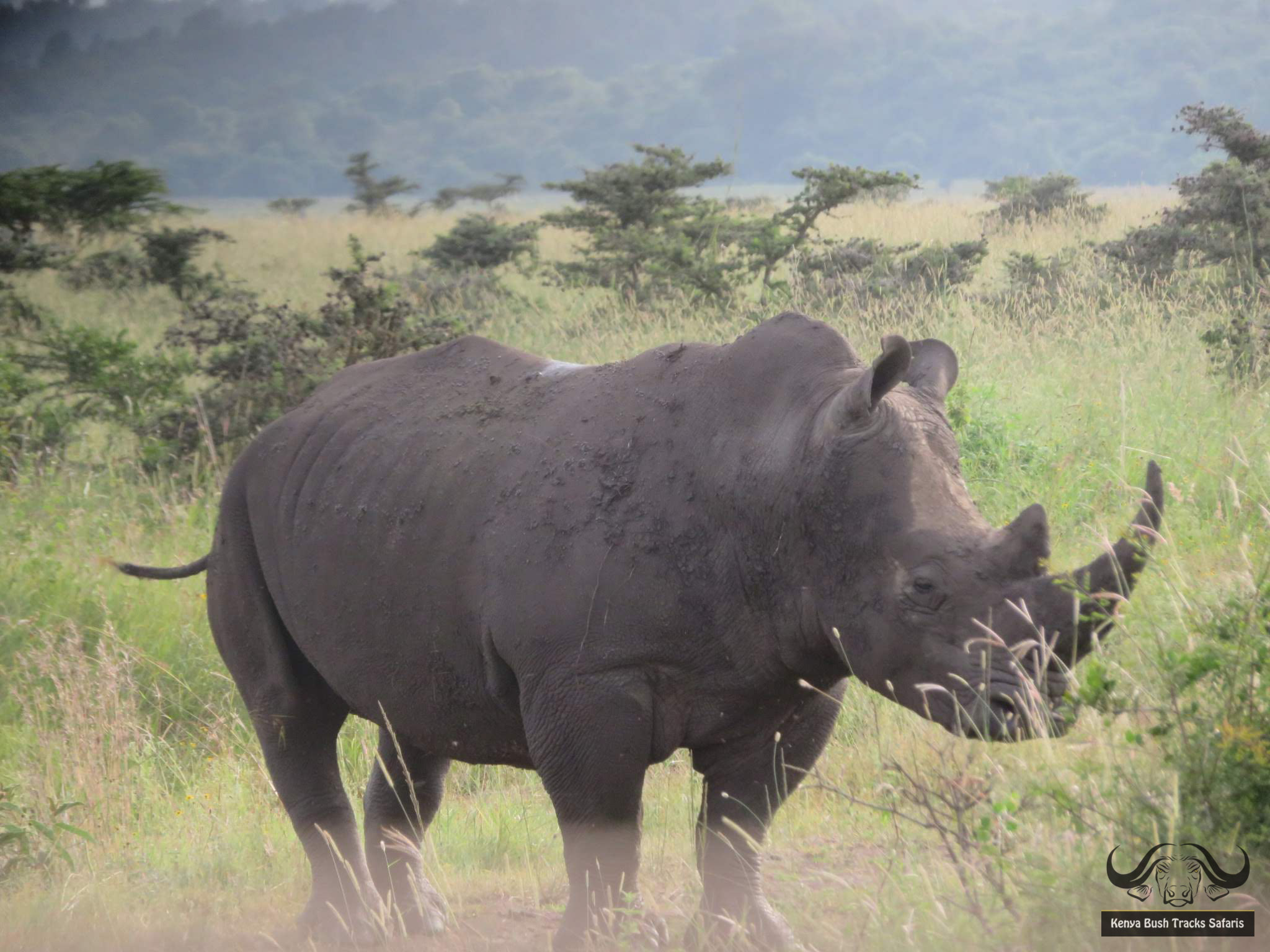 Day 8 - Drive to Olpejeta Concervancy