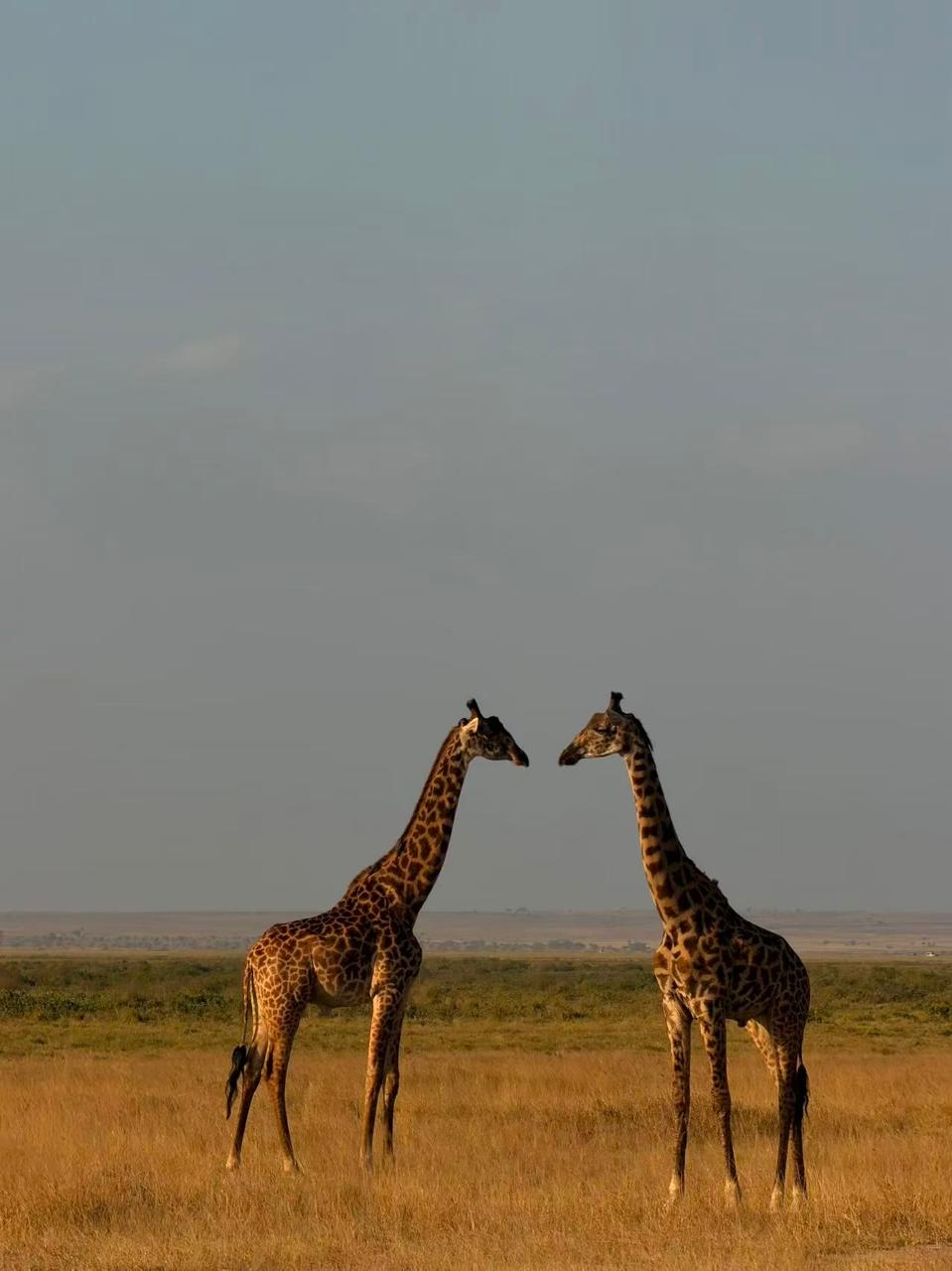 10 Days Kenya Wildlife & Scenic Safari