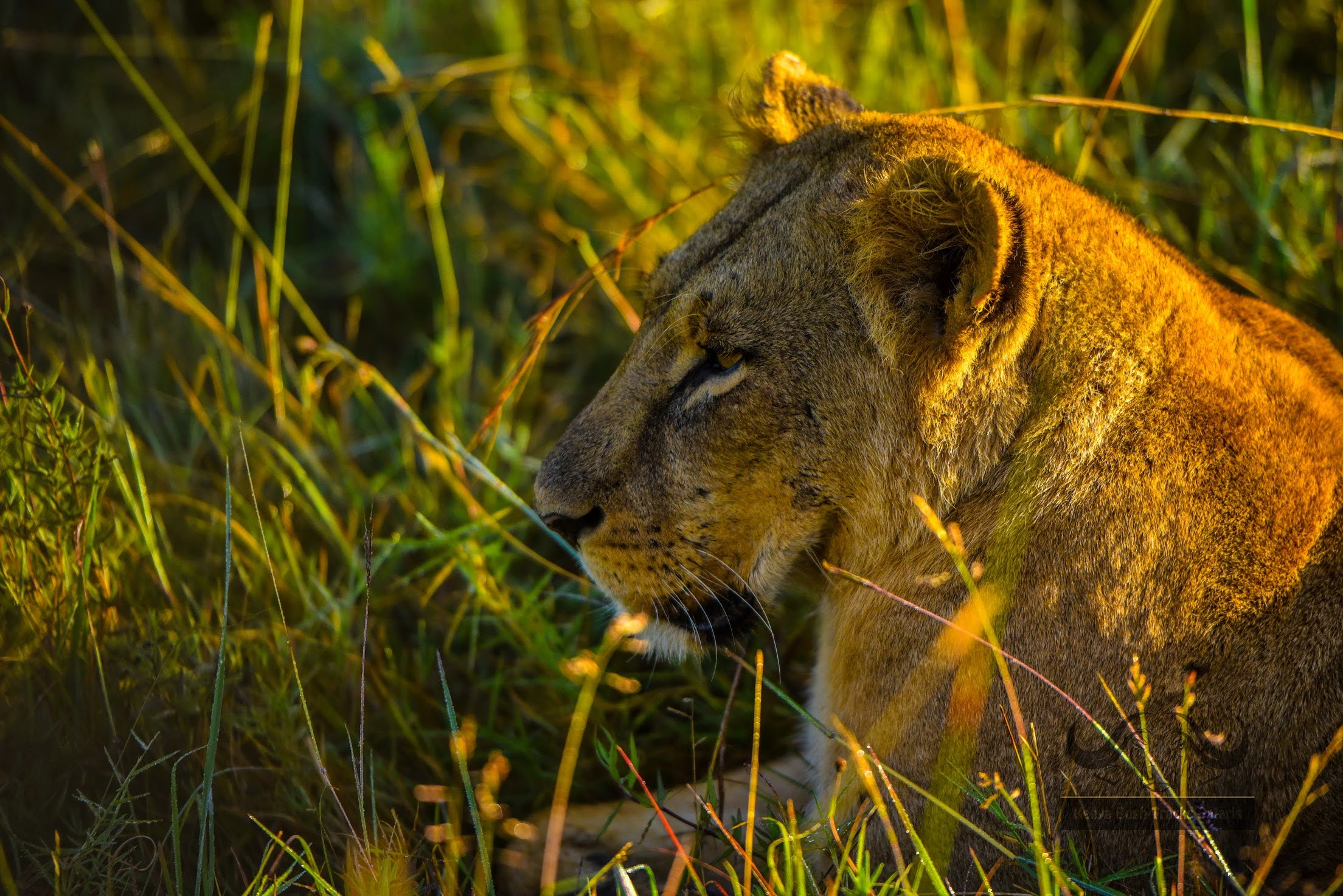 8 Days Kenya Classic Safari