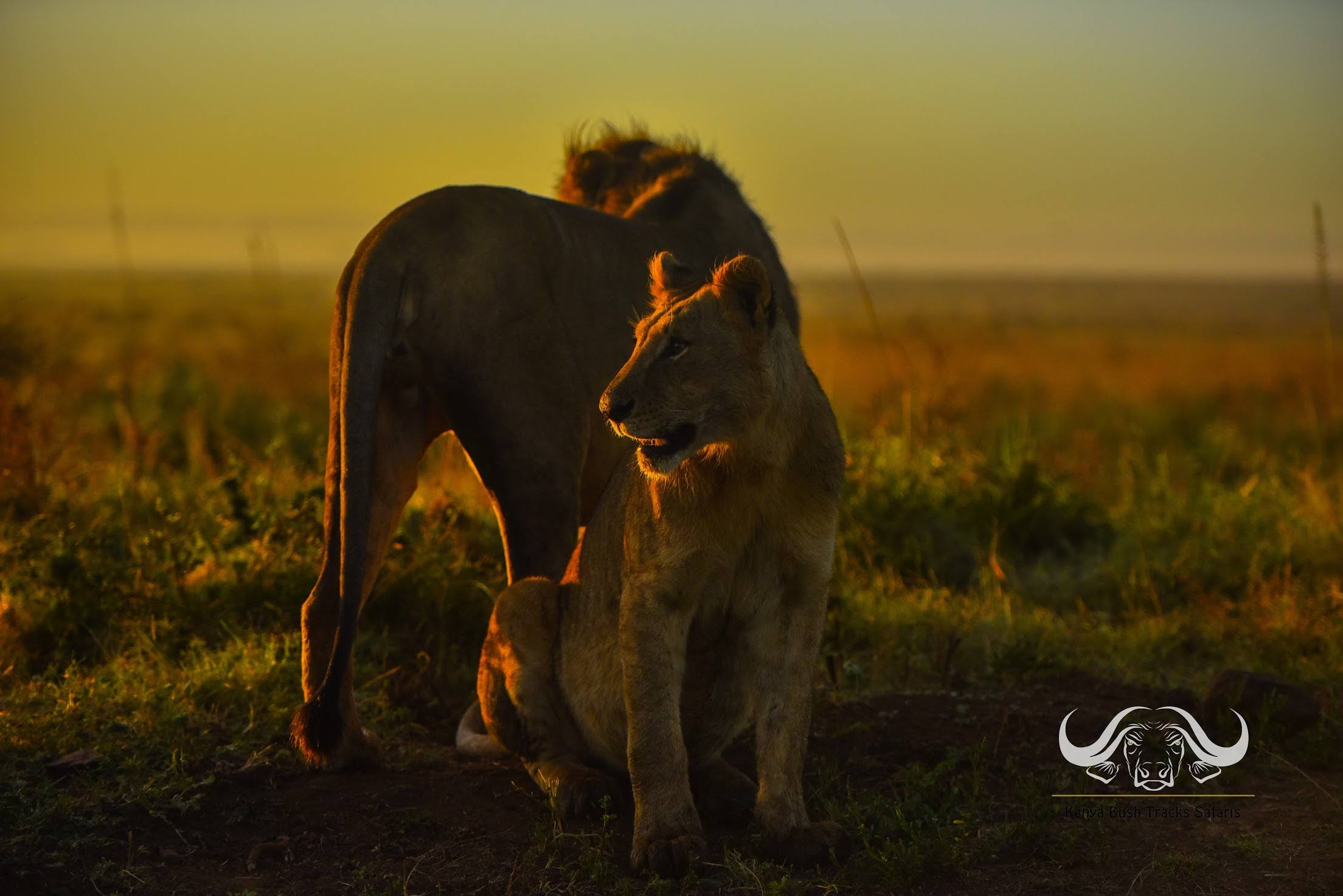 7 Days Luxury Safari
