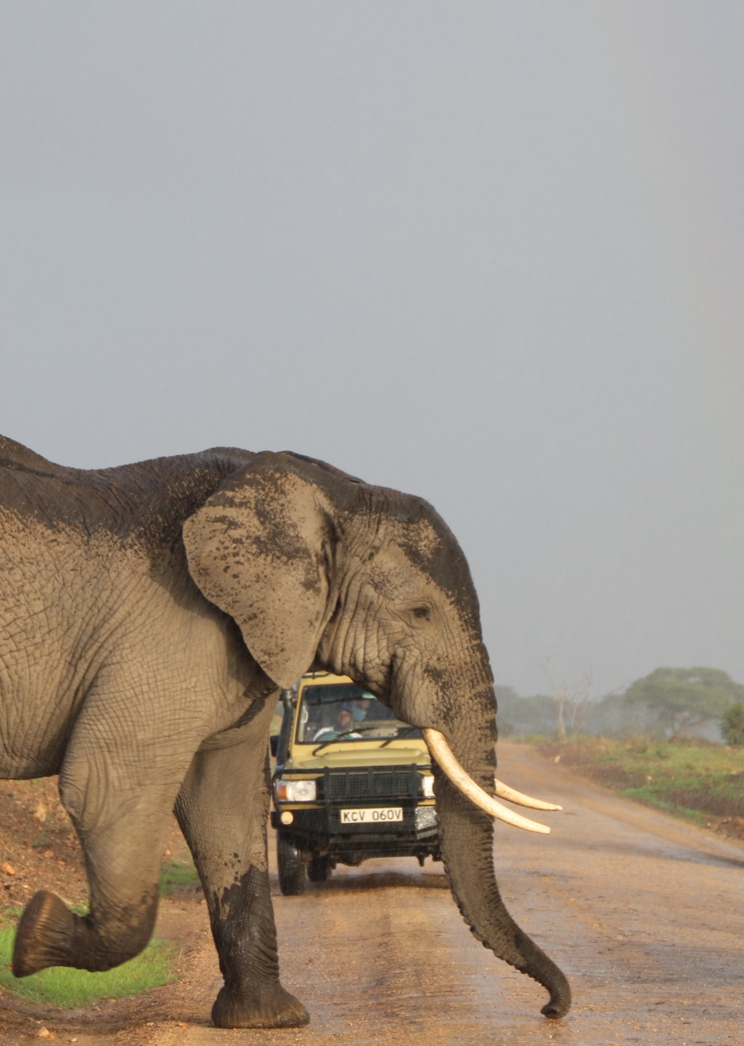 3 Days Amboseli Safari